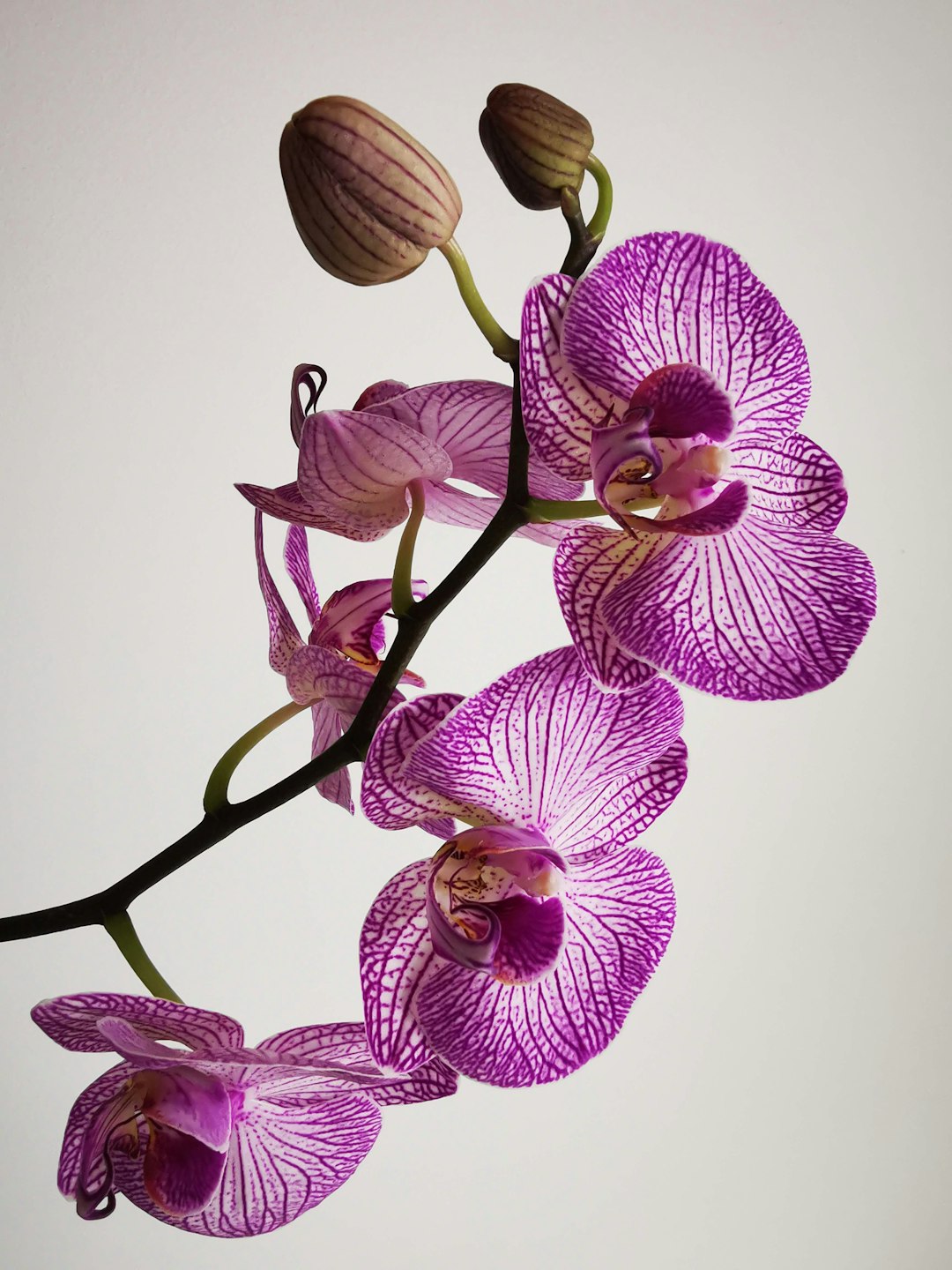 Exotic Orchid Collection
